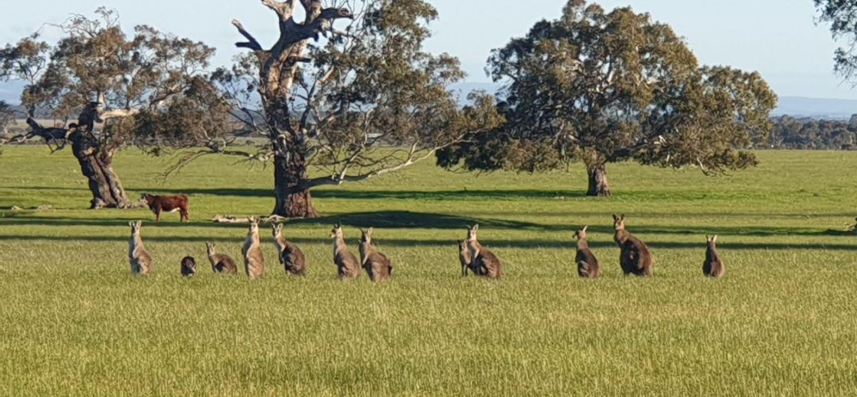 Regional Victoria landscape with kangaroos